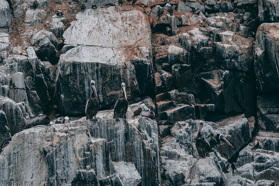 two black birds on stone, nature, outdoors, cliff, animal, rock HD wallpaper