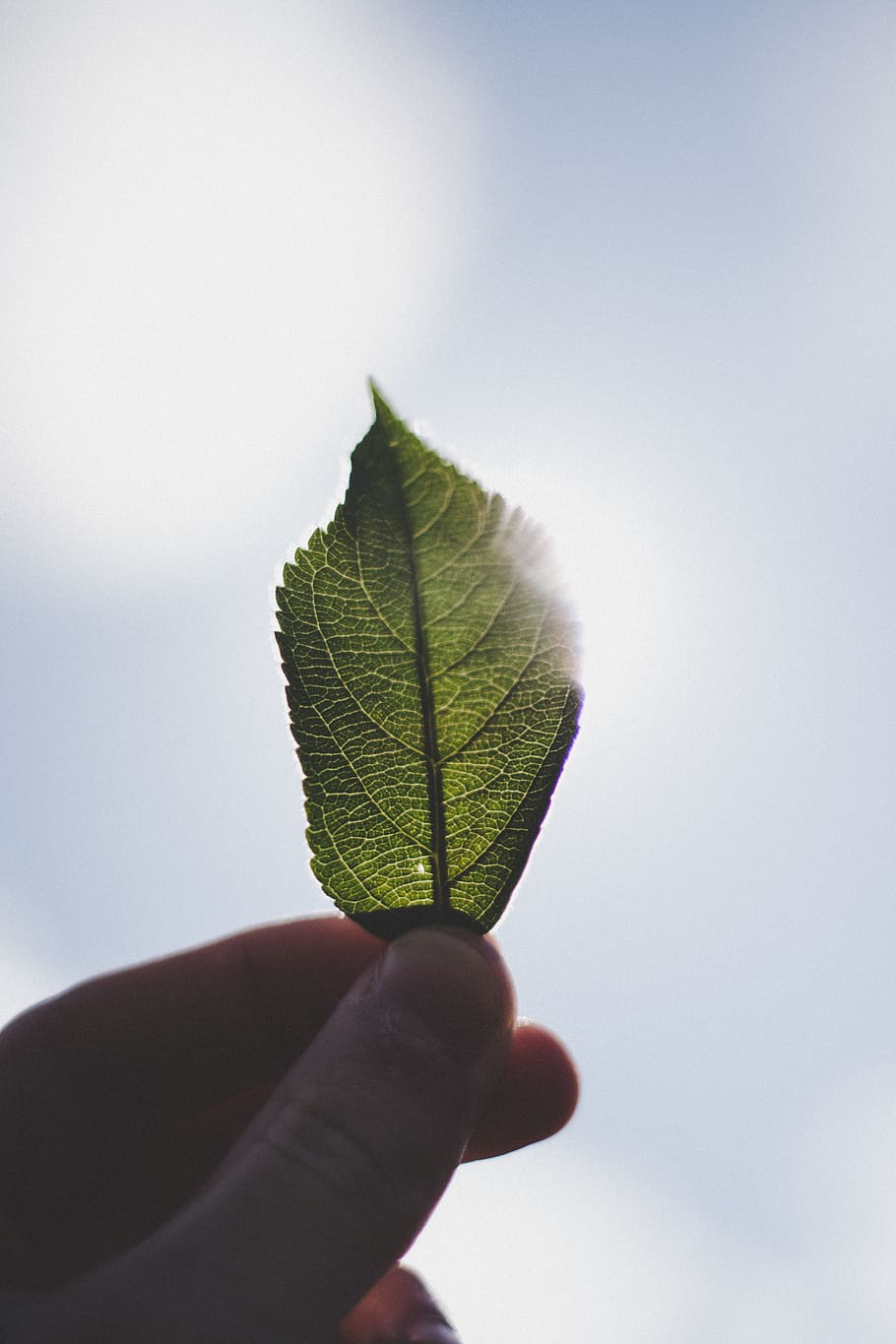 green leaf on hand, westview orchards, washington, united states HD wallpaper