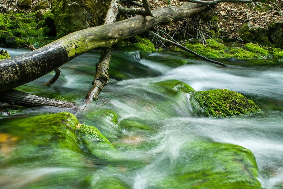 water, nature, river, stream, tree, plant, beauty in nature HD wallpaper