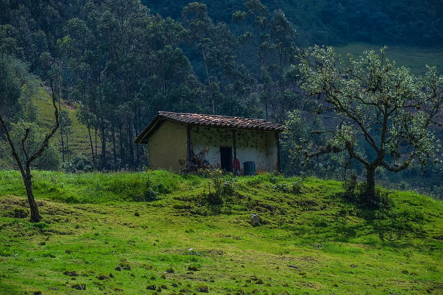 house, field, forest, rural, plant, tree, architecture, built structure HD wallpaper