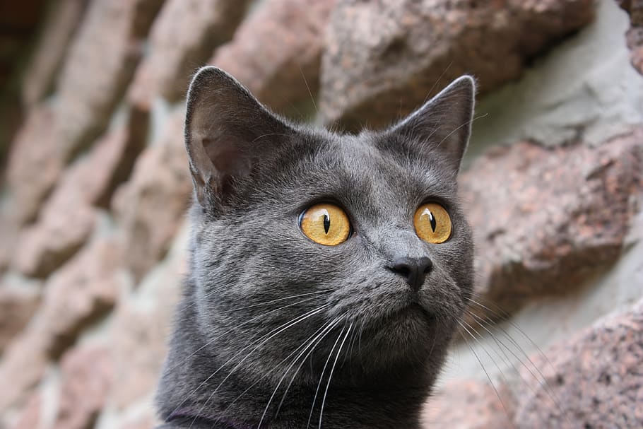 chartreux, cat, animals, pet, mieze, animal themes, mammal HD wallpaper