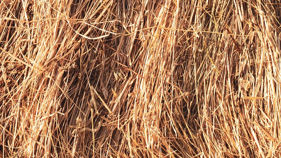 brown grass field, full frame, backgrounds, no people, nature HD wallpaper
