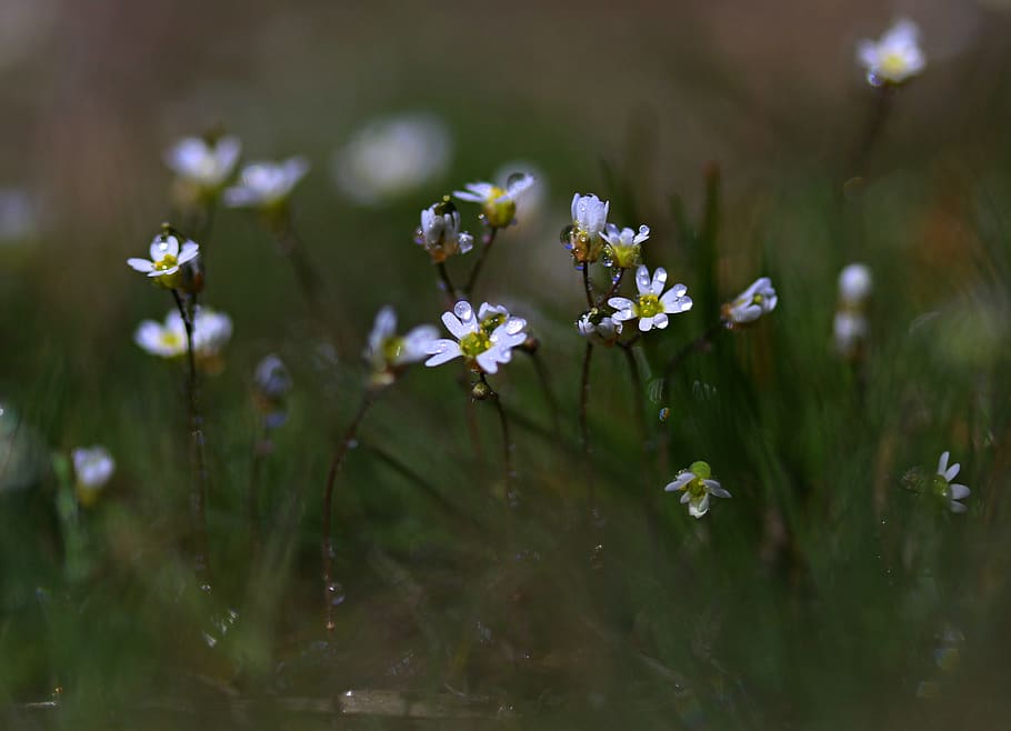 flower, white, spring, coloring, nature, supplies, small, plant HD wallpaper