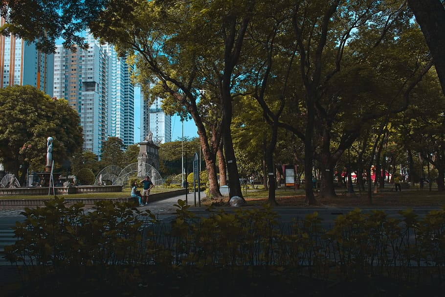 trees, architecture, buildings, park, university, plant, built structure HD wallpaper