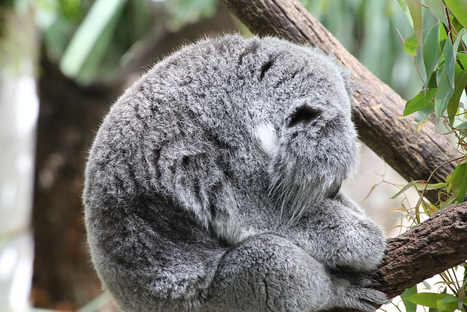 gray animal on tree, wildlife, mammal, koala, bear, lemur, gorilla, HD wallpaper