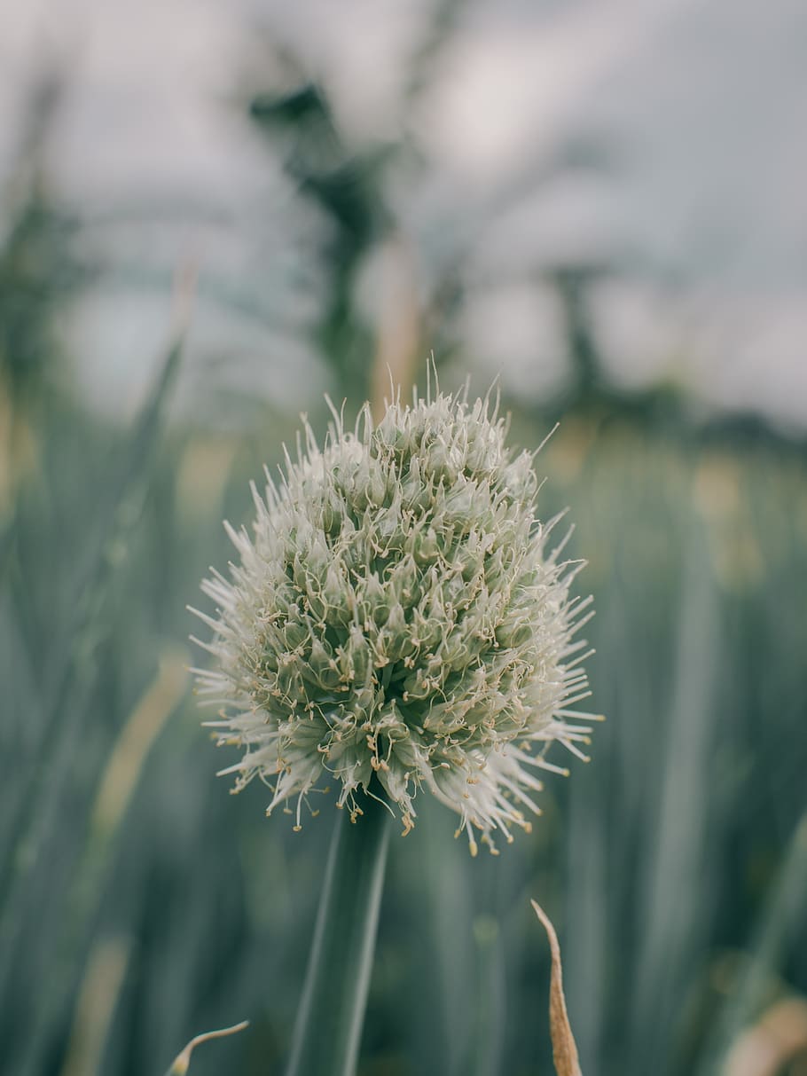 macro, nature, fresh, folk, grass, flower, beautiful, good HD wallpaper