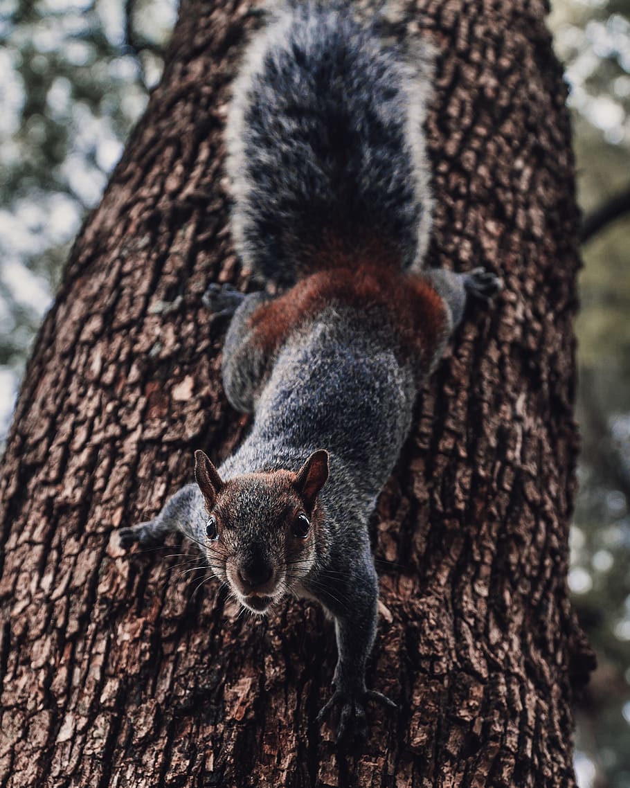 gray squirrel going down the tree, trunk, tree trunk, animal HD wallpaper