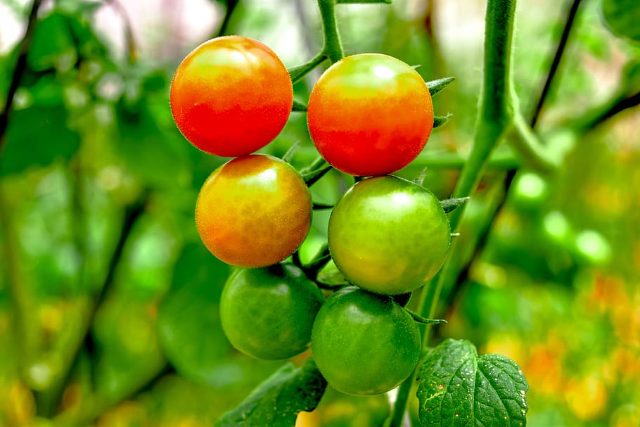 cherry tomatoes, red, green, fruit, food and drink, healthy eating HD wallpaper