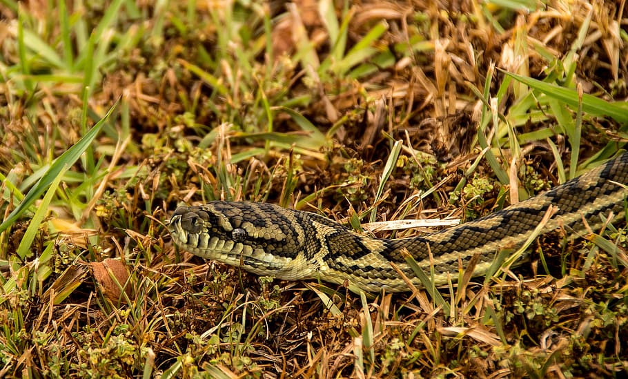 carpet python, snake, head, close-up, eyes, grass, black, yellow HD wallpaper