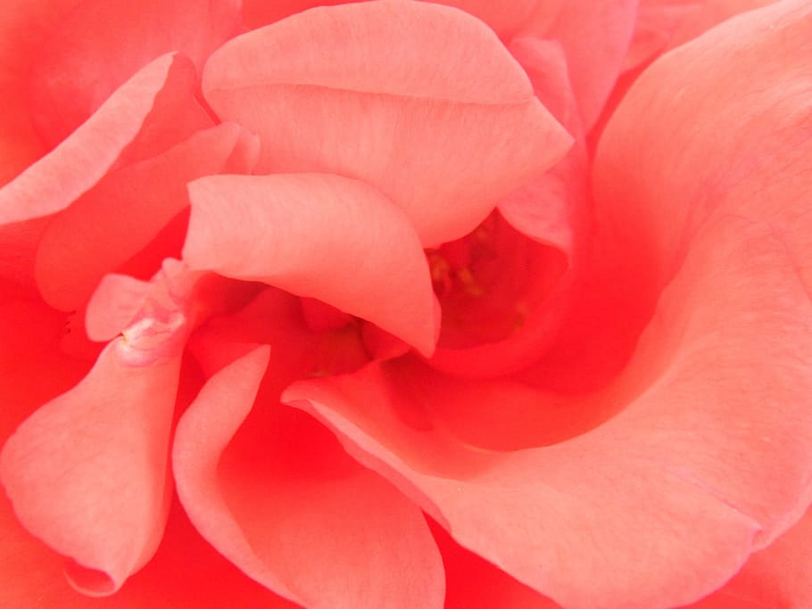 red, rose, flower, background, nature, texture, organic, flowering plant HD wallpaper
