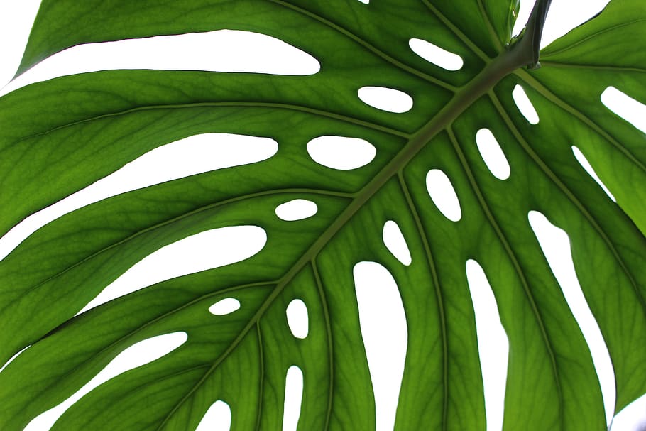 plant, leaf, growth, environment, fresh, monstera, green color HD wallpaper