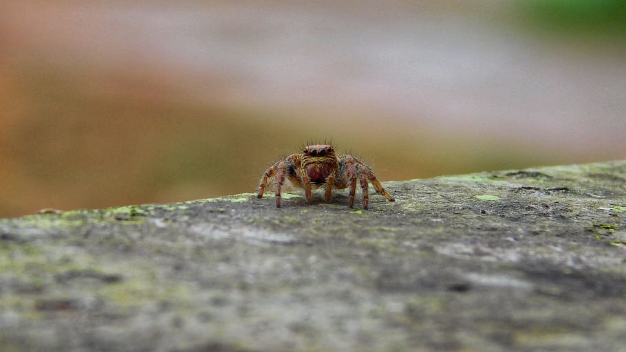 spider, micro, macro, portrait, animal themes, animal wildlife HD wallpaper