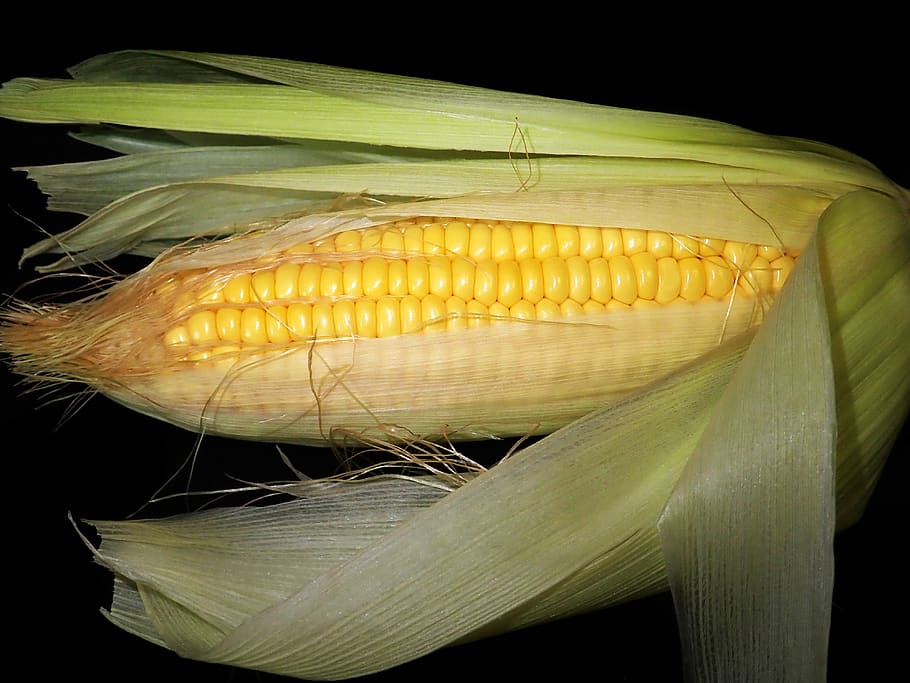 corn, sweet, vegetable, healthy, cooking, corn on the cob, food and drink HD wallpaper