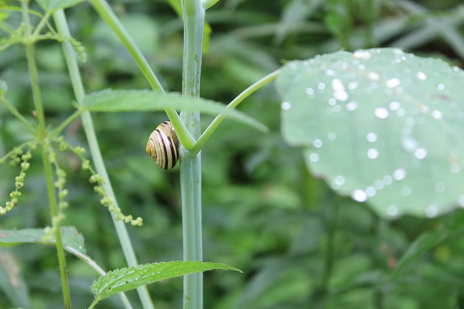 snail, bug, plant, green, leaf, dew, forest, rain, wet, damp HD wallpaper