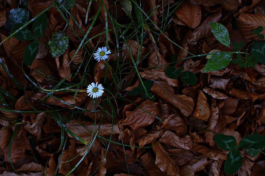 Close-Up Photo of White Flowers Near Dry Leaves, beautiful, bloom HD wallpaper