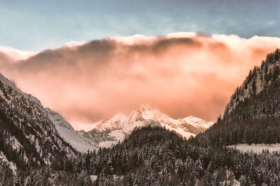 Scenic View of the Trees, clouds, dawn, desktop wallpaper, foggy HD wallpaper