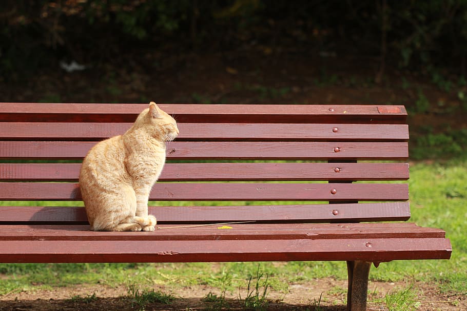 cat, sun, bench, park, relaxing, one animal, mammal, domestic HD wallpaper
