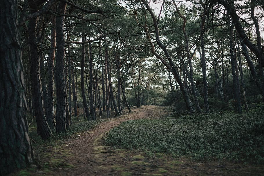 dirt road between trees at daytime, plant, nature, forest, vegetation HD wallpaper