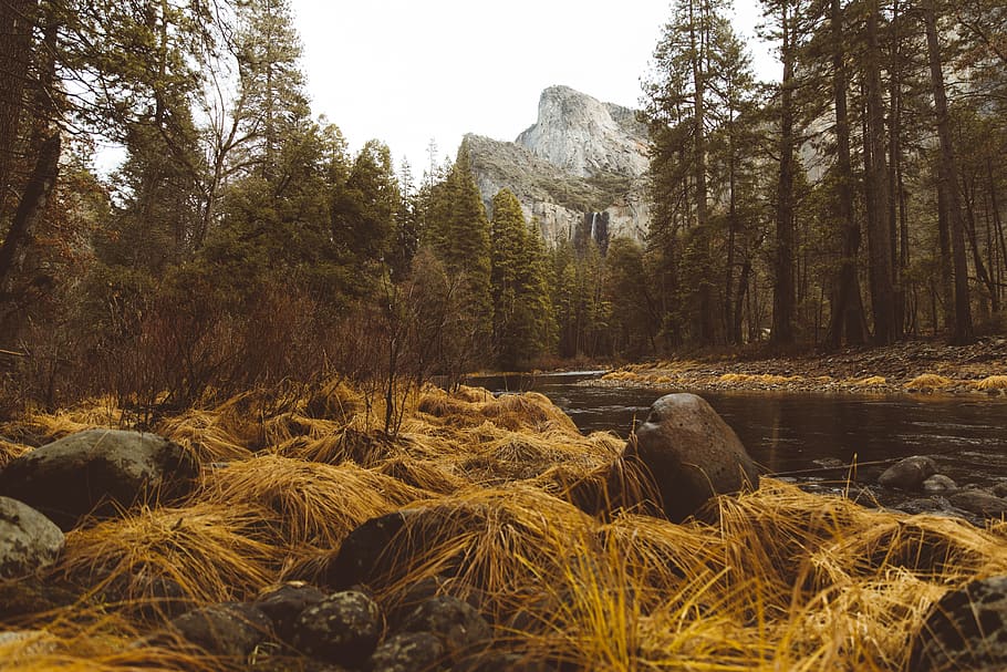 river surrounded by trees, plant, beauty in nature, tranquility HD wallpaper