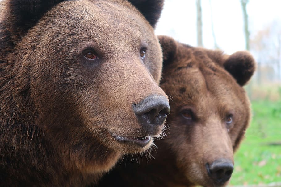 bear, brown bear, fur, bears, hairy, dangerous, teddy, muzzle HD wallpaper