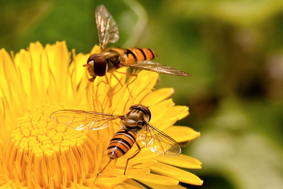 nature, yellow, bee, flower, bloom, natural, insect, pollination HD wallpaper