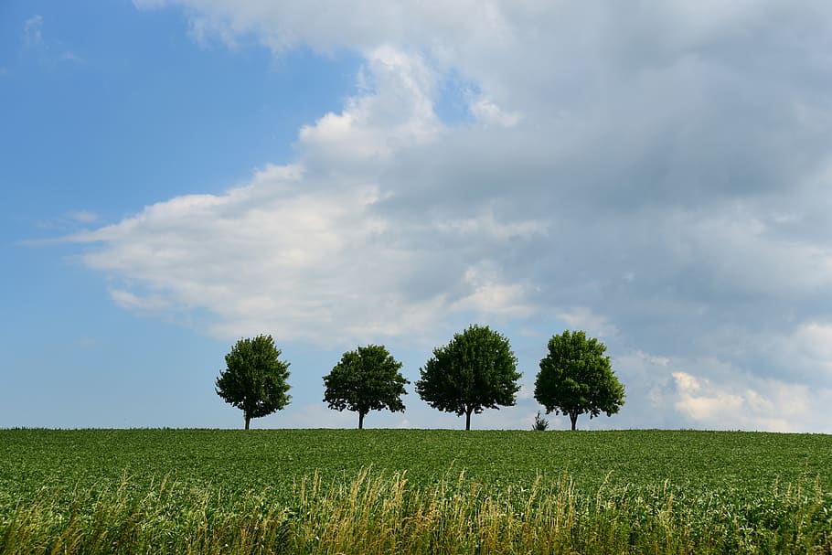 trees, landscape, background, four, quadruplets, meadow, clouds, HD wallpaper