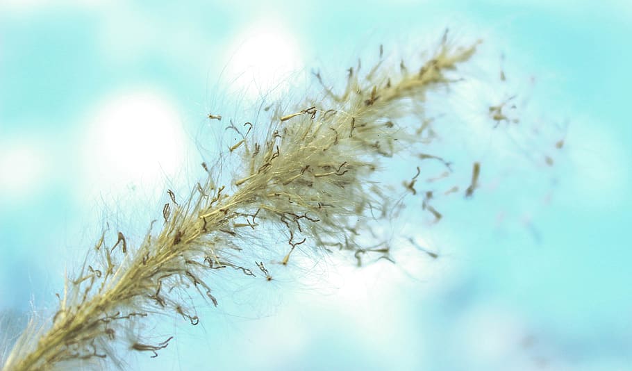 abstract, plant, nature, close-up, no people, growth, agriculture HD wallpaper