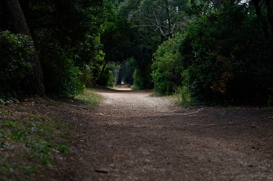 a road surrounded by plants, gravel, dirt road, path, tree, vase HD wallpaper