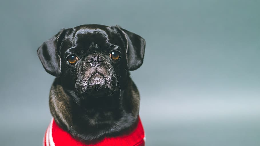 pug, black, dog, animals, pets, small dogs, one animal, canine HD wallpaper