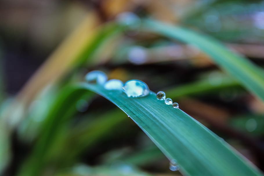 rain, drops, rain drop, raindrops, water, leaves, grass, green, HD wallpaper