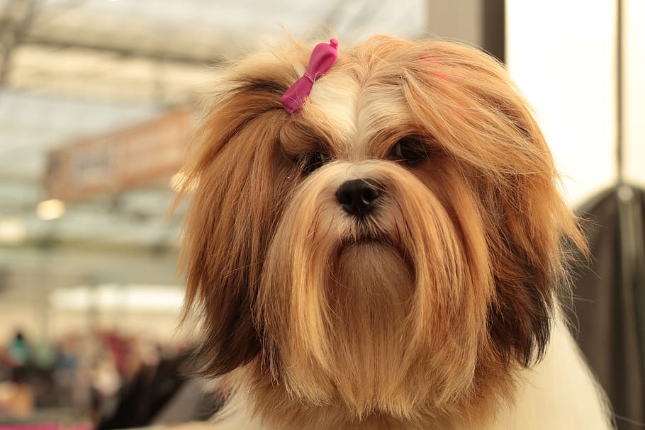dogshow, lhasa apso, the breed is long-haired, young, red white