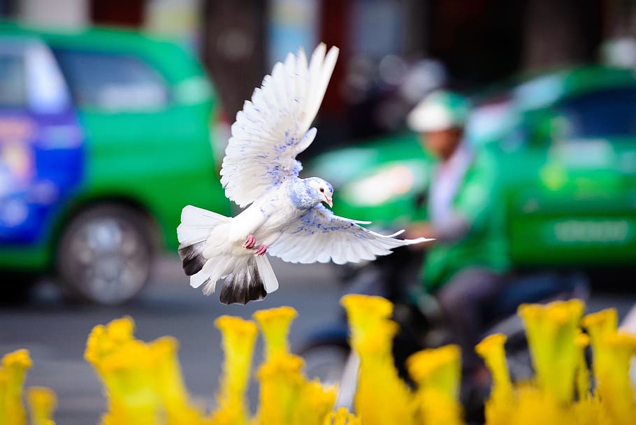 dove, fly, wing, nature, white, bird, feathers, dom, flying HD wallpaper