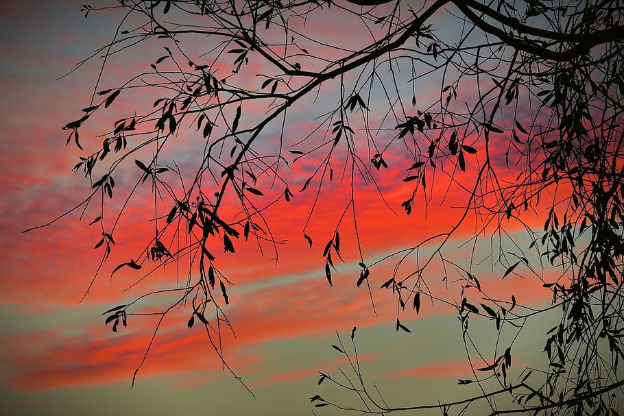 sunset, tree, sky, twilight, mood, beauty in nature, orange color HD wallpaper