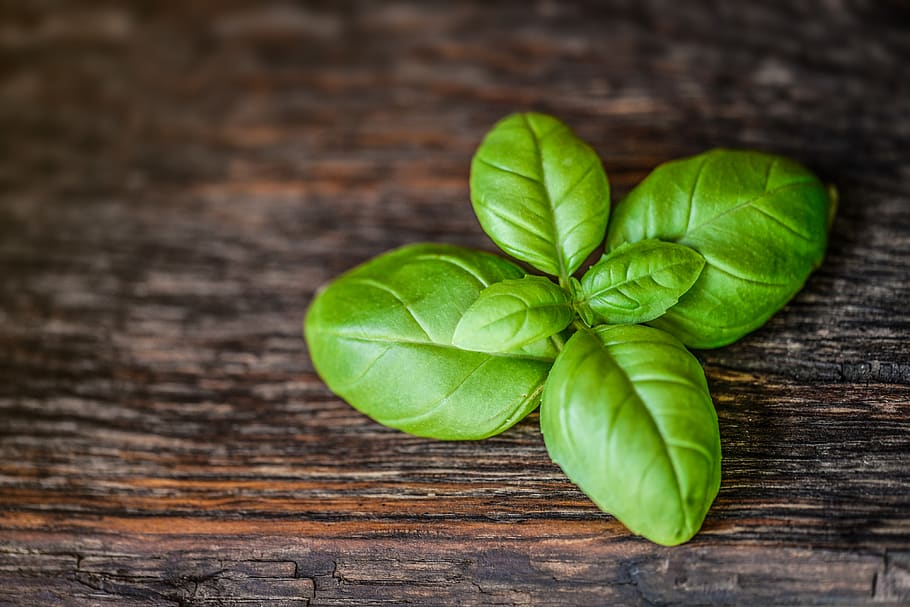 Green Leaves, basil, close, color, fresh, herb, ingredient, spice HD wallpaper