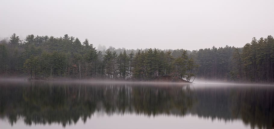fog, lake, trees, water, plant, reflection, beauty in nature HD wallpaper