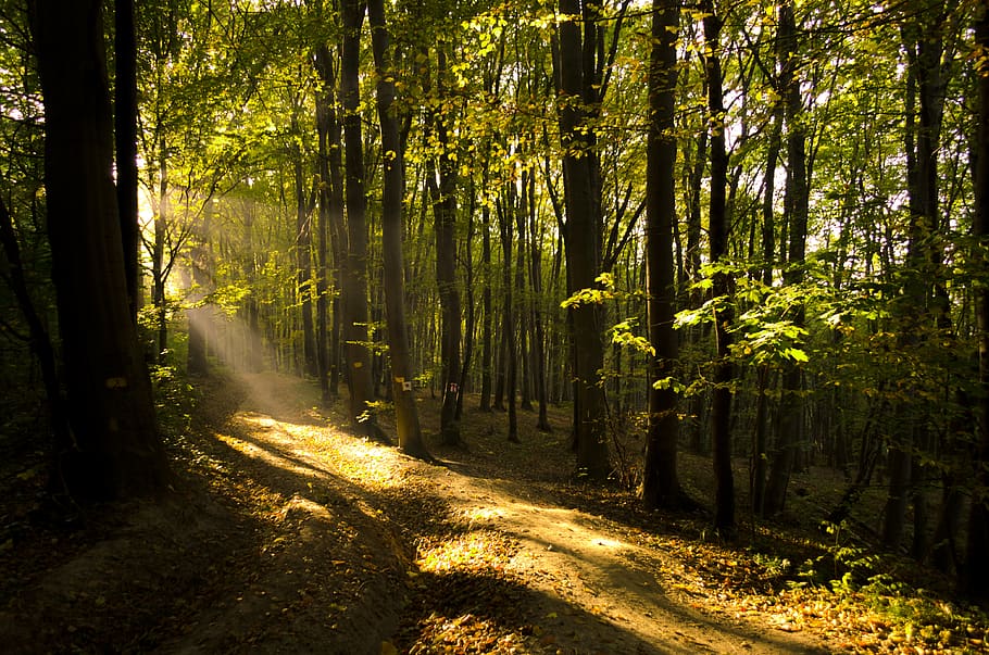 forest trees during daytime, sunlight, nature, plant, leaves HD wallpaper