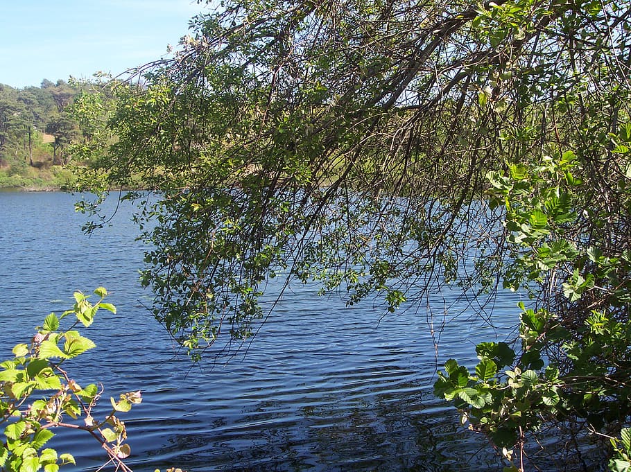 pond, view, trees, water, lake, blue, plant, beauty in nature HD wallpaper