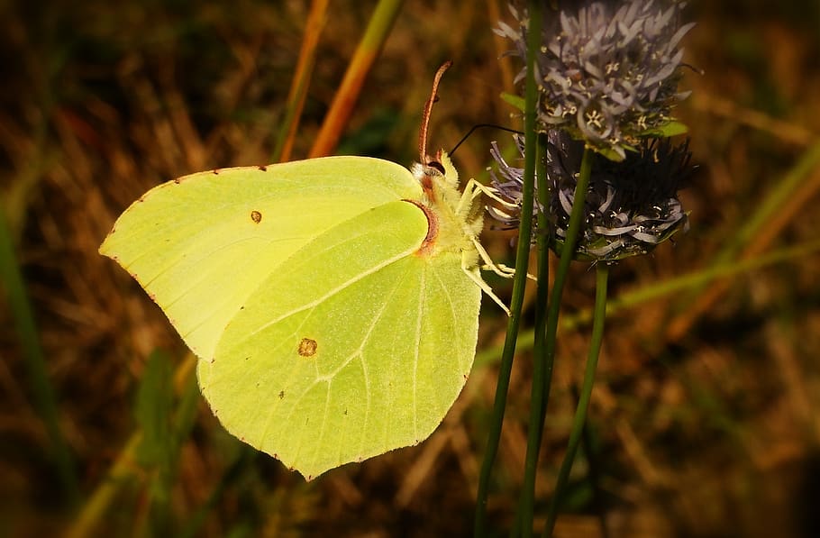 close-up, plant, plant part, leaf, focus on foreground, invertebrate HD wallpaper