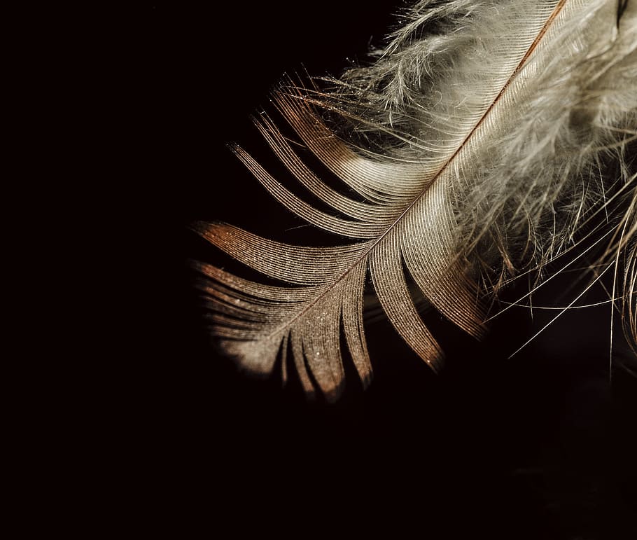 fleath, dark, macro, bird, black background, indoors, close-up HD wallpaper