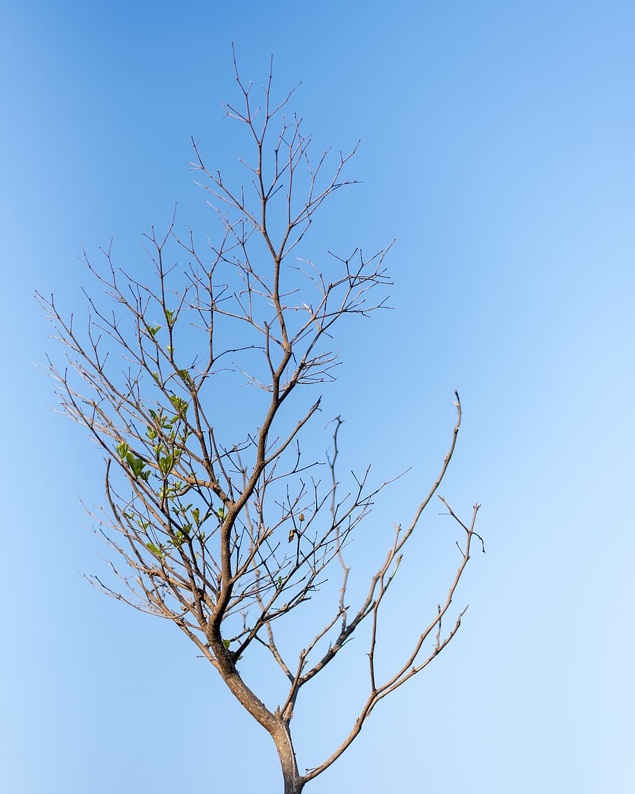 bare tree under clear sky at daytime, blue, plant, low angle view HD wallpaper