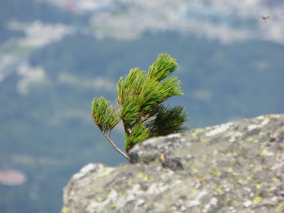 pine, rock, the wind, nature, tree, mountain, vitosha, summer, HD wallpaper