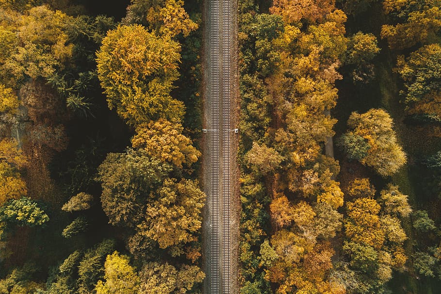 Railway in the autumn forest aerial view, plant, tree, growth HD wallpaper