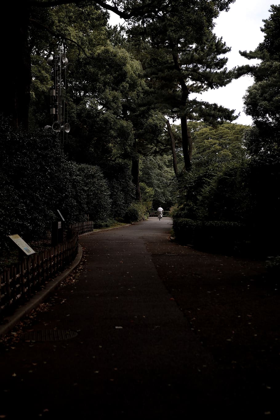 concrete pathway between trees, road, sidewalk, walkway, pavement HD wallpaper