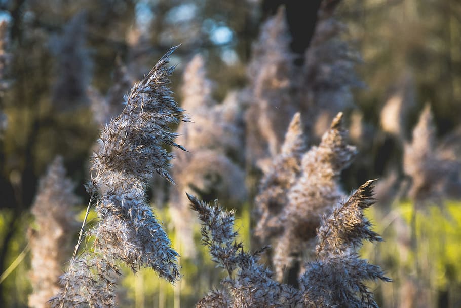 netherlands, eindhoven, nature, wind, plant, reed, growth, no people HD wallpaper