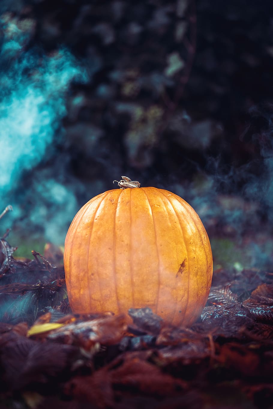 orange squash on floor, vegetable, plant, food, flora, pumpkin HD wallpaper
