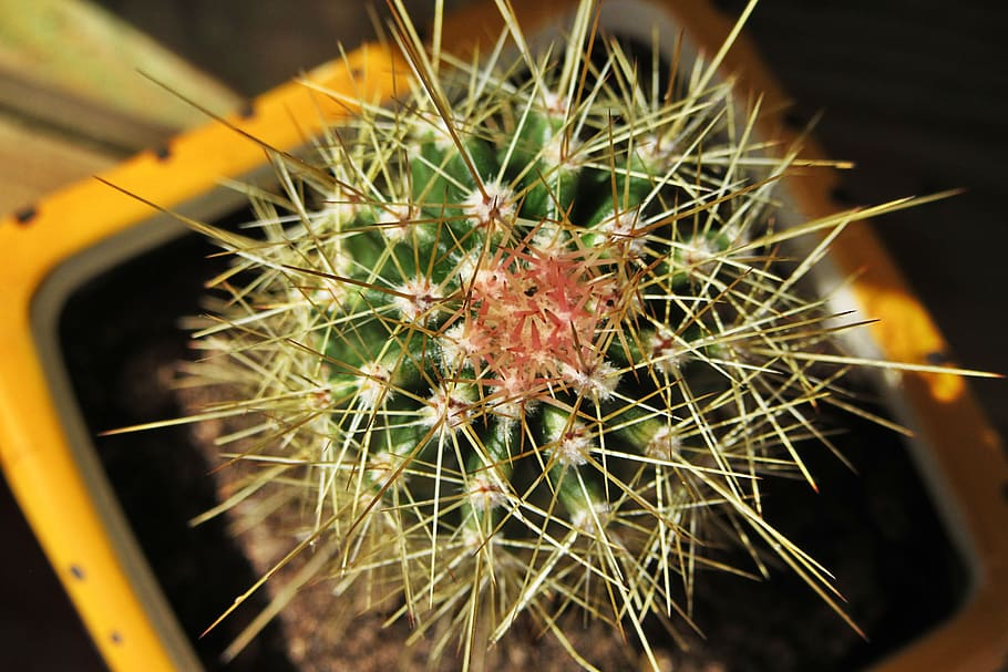 cactus, spines, prickly, vegetable, thorns, cacti, desert, nature HD wallpaper