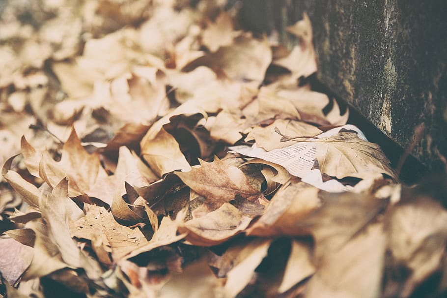 leaves, dried, autumn, fall, summer, nature, brown, leaf, plant part HD wallpaper