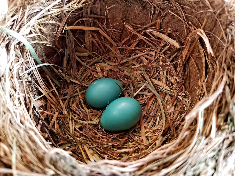 blue eggs, robin, nest, animal nest, new life, beginnings, bird, HD wallpaper