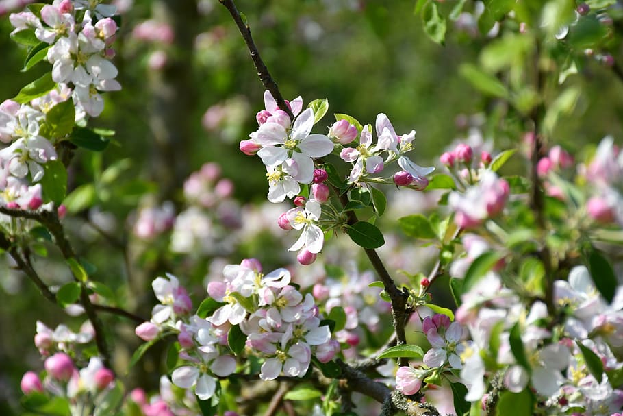apple blossom, tree, apple tree, nature, fruit tree, flowering plant HD wallpaper