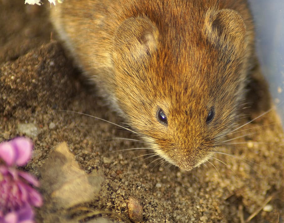 rötelmaus, mouse, head, cute, button eyes, small, nager, sweet HD wallpaper